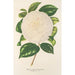 Camellia Dionisia Poniatowski - Charles Antoine Lemaire — artwork view