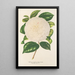 Camellia Dionisia Poniatowski - Charles Antoine Lemaire — framed artwork on a wall