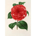 Camellia Don Carlos Ferdinando - Charles Antoine Lemaire — artwork view