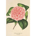 Camellia Elvina Delli - Charles Antoine Lemaire — artwork view