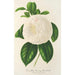 Camellia Fanny Sanchioli - Charles Antoine Lemaire — artwork view