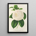Camellia Fanny Sanchioli - Charles Antoine Lemaire — framed artwork on a wall