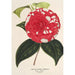 Camellia Giardino Santarelli - Charles Antoine Lemaire — vista de la obra