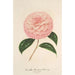 Reproducción del cuadro Camellia Giardino Schmitz - Charles Antoine Lemaire