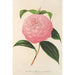 Camellia Isabella Orsini Franchetti - Charles Antoine Lemaire — artwork view