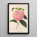 Camellia Isabella Orsini Franchetti - Charles Antoine Lemaire — framed artwork on a wall