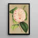 Camellia Luisa Bartoloni - Charles Antoine Lemaire — framed artwork on a wall