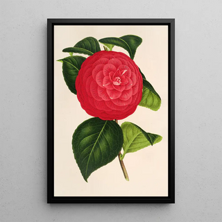 Charles Antoine Lemaire - Camellia Marchesa Davia.webp