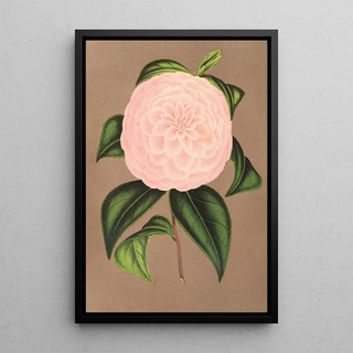 Charles Antoine Lemaire - Camellia Mistress Dombrain.webp