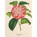 Camellia Nazzari - Charles Antoine Lemaire — artwork view