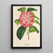 Camellia Nazzari - Charles Antoine Lemaire — framed artwork on a wall