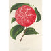 Camellia Ninfa del Tebro - Charles Antoine Lemaire — artwork view