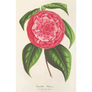 Charles Antoine Lemaire - Camellia Petazzi.webp