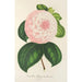 Reproducción del cuadro Camellia Reine des Beautés - Charles Antoine Lemaire