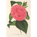 Camellia Roma risorta - Charles Antoine Lemaire — vista de la obra