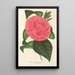 Camellia Roma risorta - Charles Antoine Lemaire — cuadro enmarcado en la pared