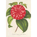 Reproducción del cuadro Camellia Souvenir d'Émile Defresne - Charles Antoine Lemaire