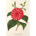 Reproduction of the painting Camellia Stella Polare - Charles Antoine Lemaire
