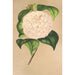 Camellia Vesillo dell'Arno - Charles Antoine Lemaire — artwork view