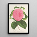 Reproducción del cuadro Camellia Vicomte de Nieuland - Charles Antoine Lemaire
