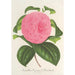 Reproducción del cuadro Camellia Vicomte de Nieuland - Charles Antoine Lemaire