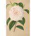 Camellia Virginia Franco - Charles Antoine Lemaire — artwork view