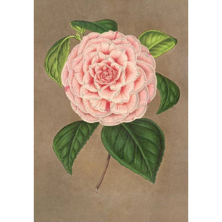 Charles Antoine Lemaire - Camellia Vittorio Emmanuele II.webp