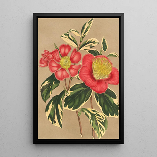 Charles Antoine Lemaire - Camellia japonica sesanqua.webp