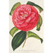 Camellia reticulata var. flore pleno - Charles Antoine Lemaire — vista de la obra