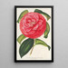 Camellia reticulata var. flore pleno - Charles Antoine Lemaire — cuadro enmarcado en la pared