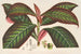 Campylobotrys ghiesbreghtii - Charles Antoine Lemaire — artwork view