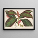 Campylobotrys ghiesbreghtii - Charles Antoine Lemaire — framed artwork on a wall