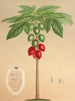 Carica erythrocarpa - Charles Antoine Lemaire — vista de la obra