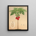 Carica erythrocarpa - Charles Antoine Lemaire — cuadro enmarcado en la pared