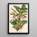 Reproduction of the painting Cattleya Aclandiae - Charles Antoine Lemaire