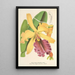 Cattleya Dowiana - Charles Antoine Lemaire — framed artwork on a wall
