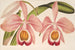 Cattleya Eldorado splendens - Charles Antoine Lemaire — vista de la obra