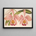 Cattleya Eldorado splendens - Charles Antoine Lemaire — cuadro enmarcado en la pared