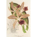 Reproduction of the painting Cattleya elegans Ch. Morren - Charles Antoine Lemaire