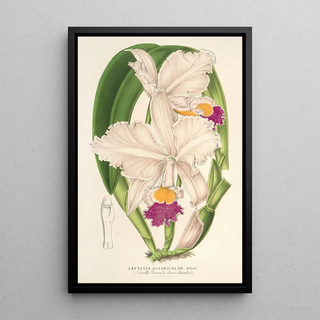 Charles Antoine Lemaire - Cattleya quadricolor.webp