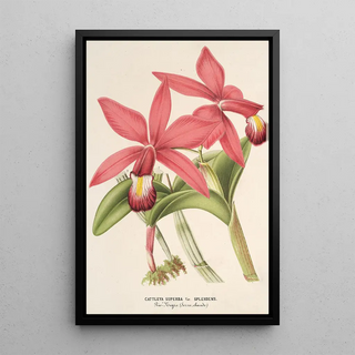 Charles Antoine Lemaire - Cattleya superba var splendens.webp