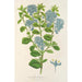 Reproduction of the painting Ceanothus elegans - Charles Antoine Lemaire