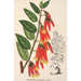 Ceratostema speciosum - Charles Antoine Lemaire — vista de la obra