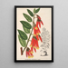 Ceratostema speciosum - Charles Antoine Lemaire — cuadro enmarcado en la pared
