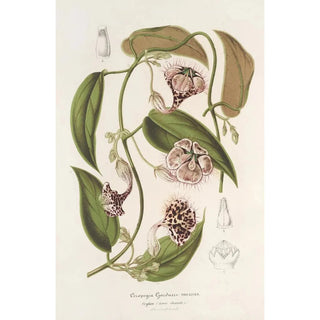 Charles Antoine Lemaire - Ceropegia Gardneri Thwaites.webp