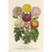 Reproduction of the painting Chrysanthemums dwarfs of autumn - Charles Antoine Lemaire