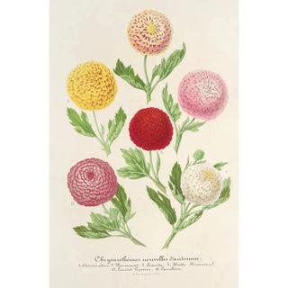 Charles Antoine Lemaire - Chrysanthmes nouvelles dautomne.webp