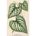 Cissus Lindeni - Charles Antoine Lemaire — vista de la obra