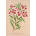 Clarkia pulchella var. marginata - Charles Antoine Lemaire — artwork view