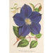 Clematis Jackmani - Charles Antoine Lemaire — artwork view